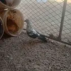 حمام زينه للبيع