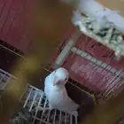 تم تم البيع