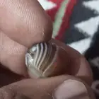 حجر عقيق مصور طبيعي