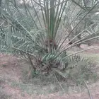 نخل جميع الانواع والمقاسات فسايل ونقايل