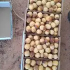 رطب هلاليه خراف مناصيف