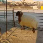للبيع جذع انعيمي
