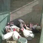 رومي للبيع حاله جيده