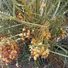 نخيل للبيع وشاري يسوم جمله وتفرد حتا واحده