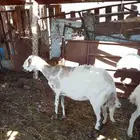 نعجه مضرع السعر 950