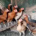 دجاج بلدي