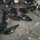 بط مسكوفي بياض