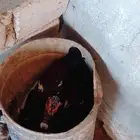 دجاج بياض
