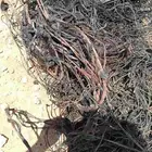 نحاس للبيع محروق وفيه مو محروق مدري كم كيلو بس واجد