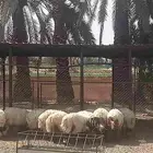 خرفان نعيمي كفو للبيع