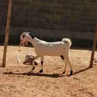 عنز مشروكة دافع
