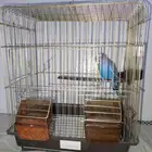 طير روز للبيع على السوم