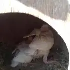 حمام فرنسي وسلفر