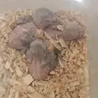 للبيع فراخ روز غر تصنيف كاسكو
