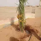 نخيل