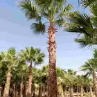 نخل واشنطني زينه