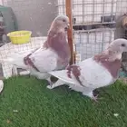 حمام فريش مميز