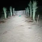 نخيل