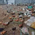 دجاج بلدي العمر 3 أشهر
