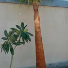 تكريب الواشنطونيا والنخيل وتنسيق الحدائق وقطع اشجار