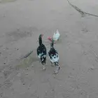 ديكه بكستاني سندي اعمره سته اشهر