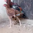 دجاجتان باكستاني