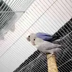 جوز روز منتج مع القفص كبير وبياضه 250