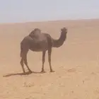 للبيع ناقه صفرا نصوف