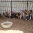 دجاج بياض