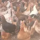 دجاج بلدي بياض الوان فواتح نظيفه