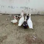 بط بلدي للبيع