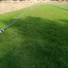 للتوصيل نجيله خضراء
