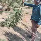 يوجد جريد نخل تونا قاصينه اليوم دنه