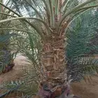 نخل مثمر نقايل وفسائل