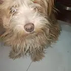 كلب مالتيز انثى عمر سنه لعوب اليفه سبب البيع رفض الاهل