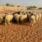 طليان نعيم مقفله شحم واطراف كفو
