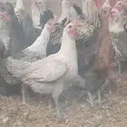 دجاج بياض اعمار 8و9شهور