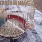 طير روز اليف جدا  جدا  جدا  يطلع معك اي مكان ما يهرب