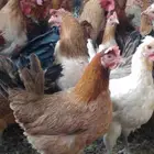 دجاج بلدي بياض