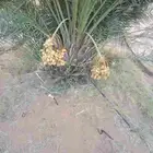 توريد جميع انواع النخيل نخل نخيل