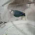 ذكر روز للإنتاج مواليف بيع سريع