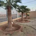 نخيل تكريب عادي تكريب هلال تحويض نخل خلاص سكري صقعي برحي