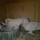 حمام تركي بفرخه