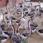 وز عراقي