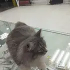 بس ذكر