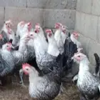 دجاج فيومى بياض