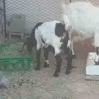 عنز بدايت سديس نضيفه صحتها ولدها تيس كبرها