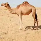 بكره حمراء