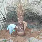 نخل مثمر فاخر نخل واشنطني زينه خلاص ونانه صقعي هلالي سلاطين