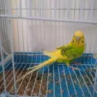 عصفور بادجي